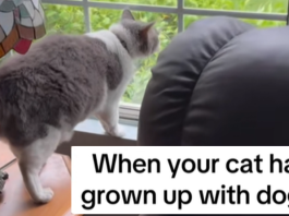 gatto cresciuto tra i cani prova ad abbaiare