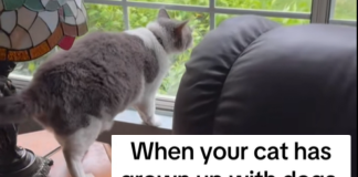 gatto cresciuto tra i cani prova ad abbaiare