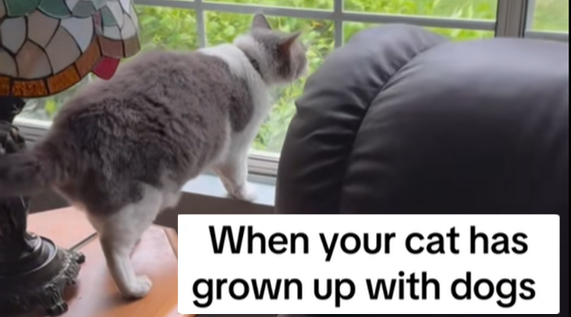 Gatto cresciuto tra i cani prova ad abbaiare: guarda il video diventato virale sui social