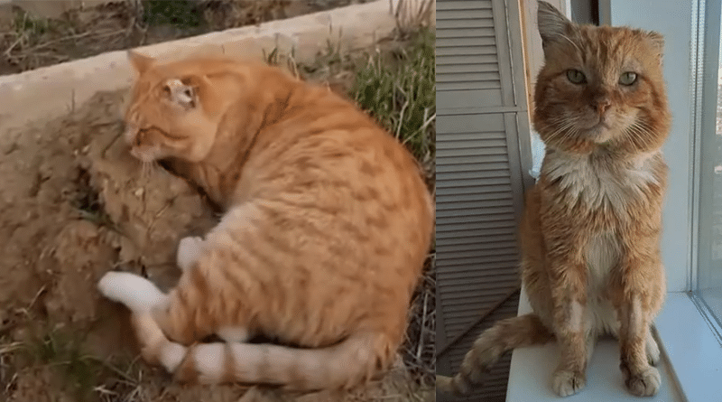 È mancato Hachiko, il gatto che per 7 anni non ha mai lasciato la tomba del suo amico umano