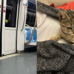 Dispersa nella metropolitana di Roma, la gattina Yuna è stata ritrovata viva: tutta la storia
