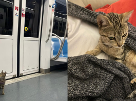 gattina Yuna smarrita nella metropolitana di Roma