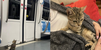 gattina Yuna smarrita nella metropolitana di Roma