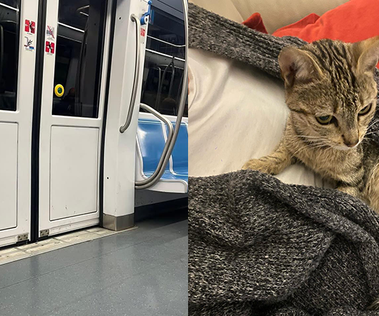gattina Yuna smarrita nella metropolitana di Roma