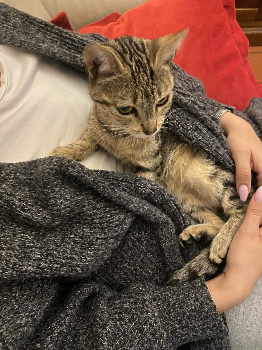 gattina Yuna smarrita nella metropolitana di Roma