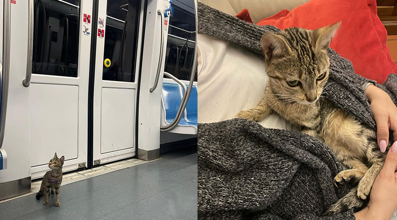Dispersa nella metropolitana di Roma, la gattina Yuna è stata ritrovata viva: tutta la storia