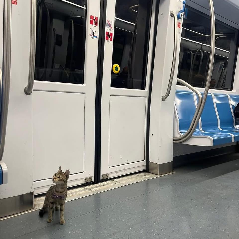 gattina Yuna smarrita nella metropolitana di Roma