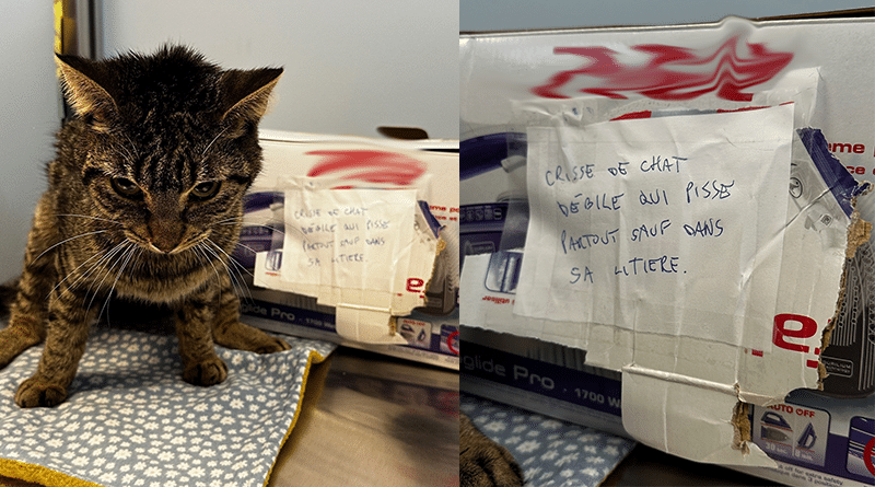 Gatto chiuso in una scatola e abbandonato con un biglietto crudele: “è stupido”