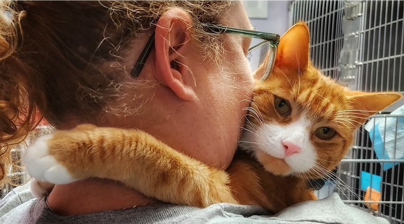 Louie, il gatto dai tenerissimi abbracci, ha trovato la casa dei suoi sogni