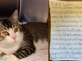 gatto lasciato al rifugio con lettera di 7 pagine scritta da un bambino