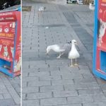 A Istanbul un gabbiano imita il miagolio dei gatti per ottenere cibo: il video fa il giro del mondo