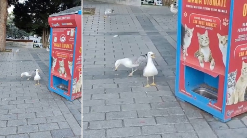 A Istanbul un gabbiano imita il miagolio dei gatti per ottenere cibo