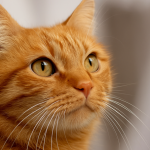 Ecco perché i gatti rossi sono molto spesso maschi: ce lo spiega la genetica