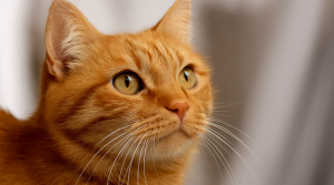 Ecco perché i gatti rossi sono molto spesso maschi