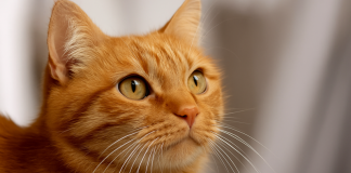 Ecco perché i gatti rossi sono molto spesso maschi