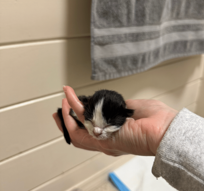 ragazza salva gattino di 4 giorni