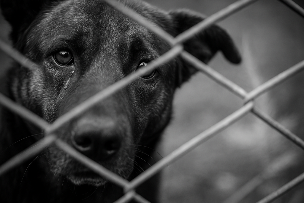 Approvato il ddl animali: carcere per chi maltratta. Tutti i punti della nuova legge.