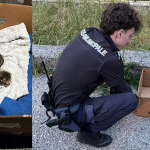 Pompei, cinque gattini abbandonati come rifiuti: salvati in tempo dalla Polizia Municipale
