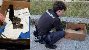 Pompei, cinque gattini abbandonati come rifiuti: salvati in tempo dalla Polizia Municipale