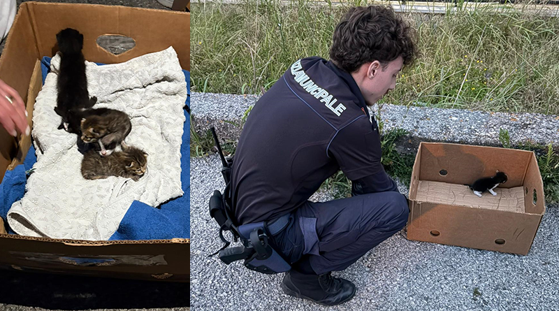 gattini abbandonati Pompei salvati da polizia municipale