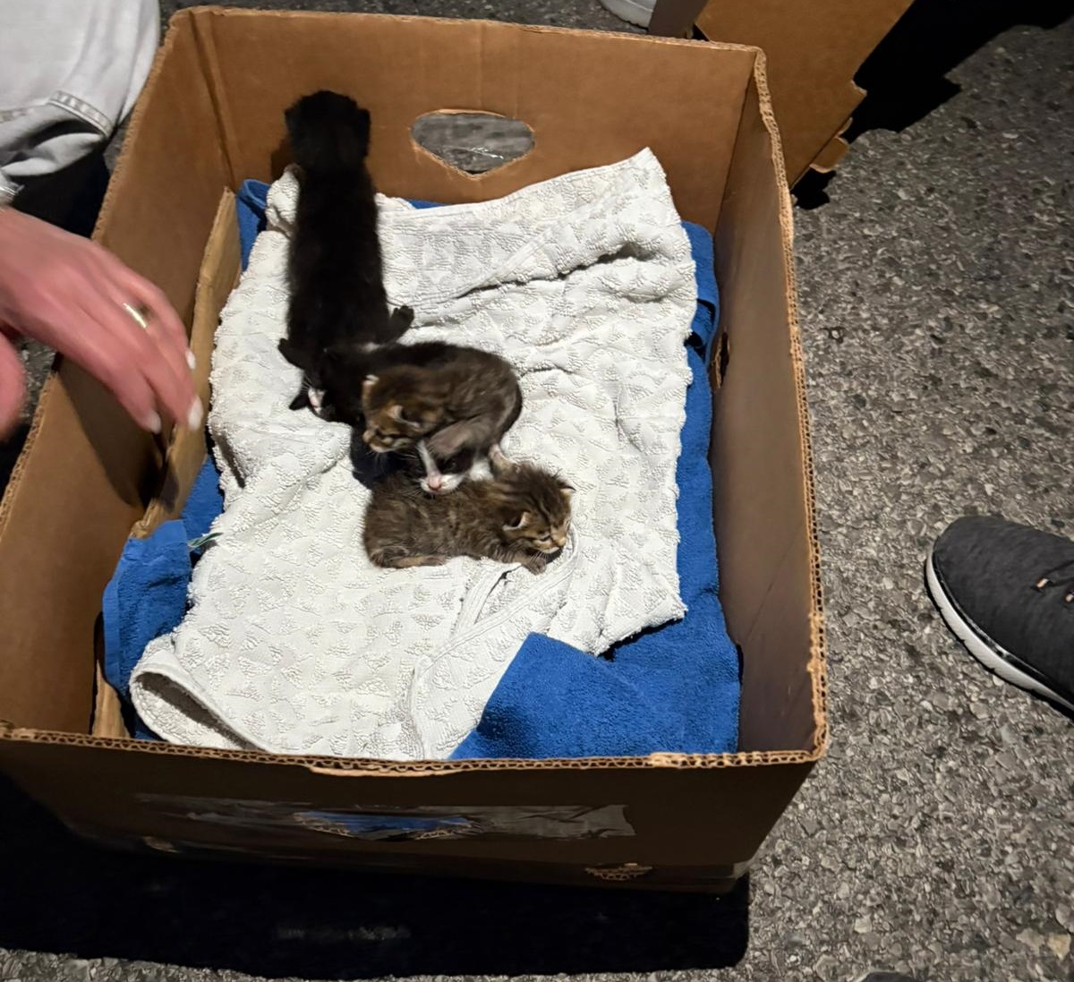 gattini appena nati abbandonati a pompei