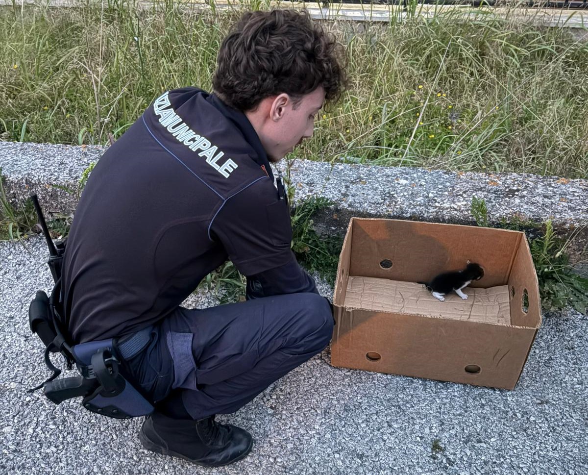 gattini appena nati abbandonati a pompei