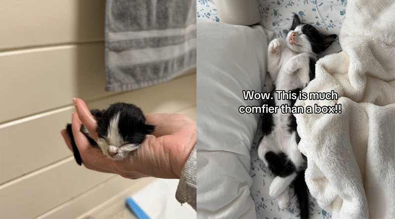 Gatto neonato abbandonato sotto la pioggia: la storia del gattino Levi che ha conquistato tutti