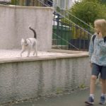 Kiki, la gatta di Glasgow che accompagna ogni giorno il suo umano di 10 anni a scuola