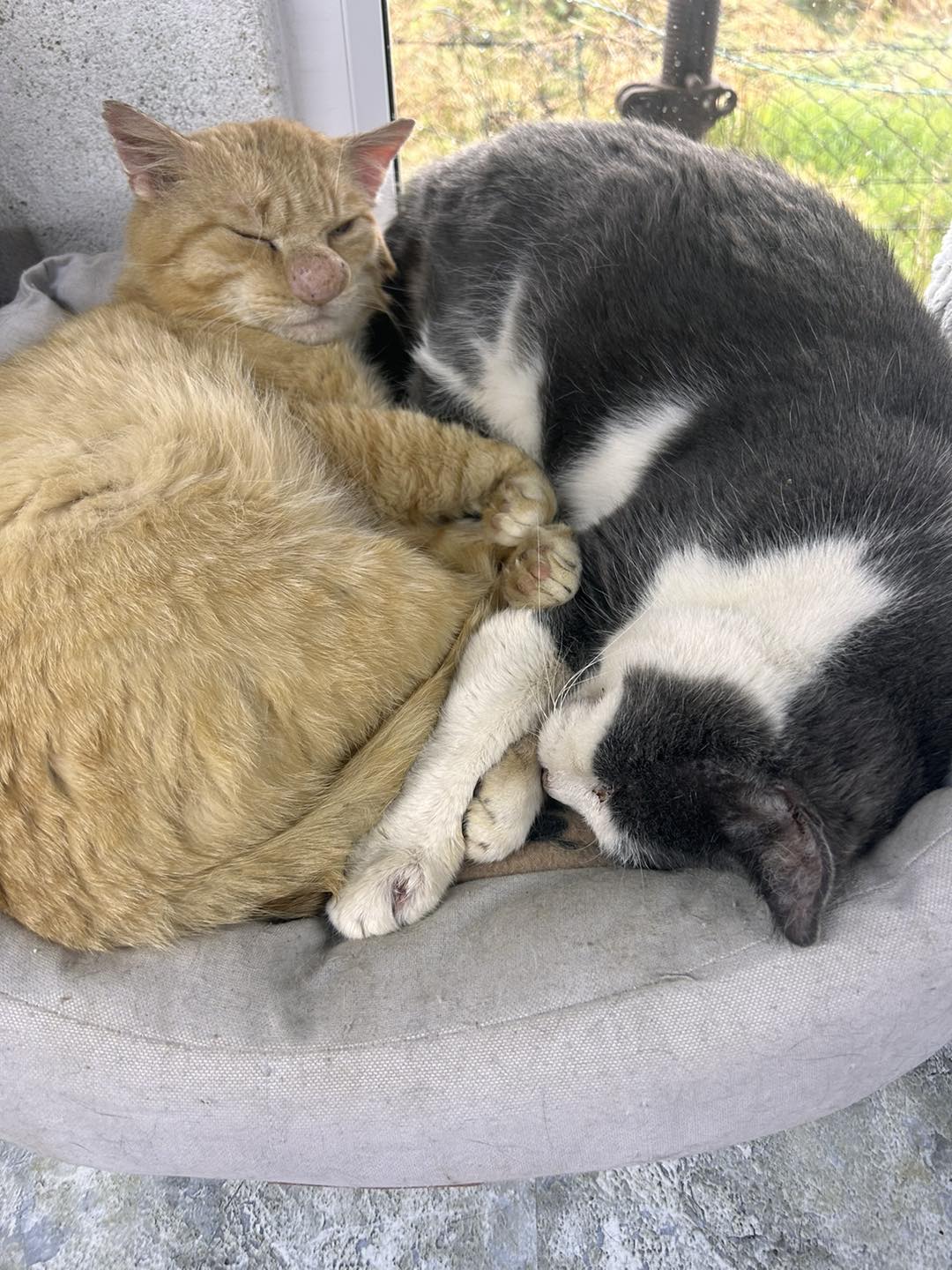 gatto con naso enorme
