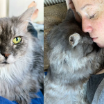 Luna, il Maine Coon che ha ritrovato l’amore dopo 12 anni passati in gabbia