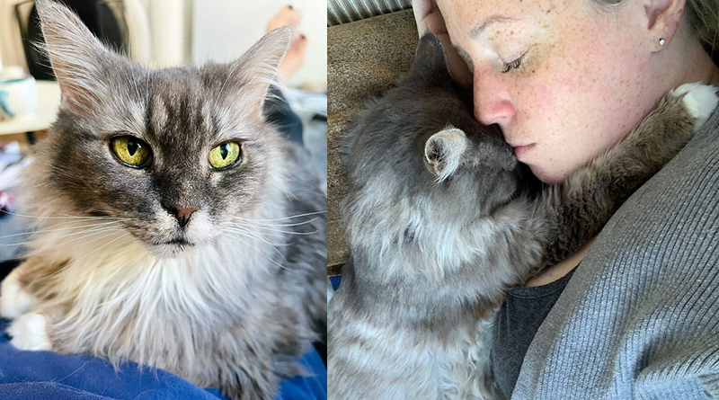 Luna, il Maine Coon che ha ritrovato l’amore dopo 12 anni passati in gabbia
