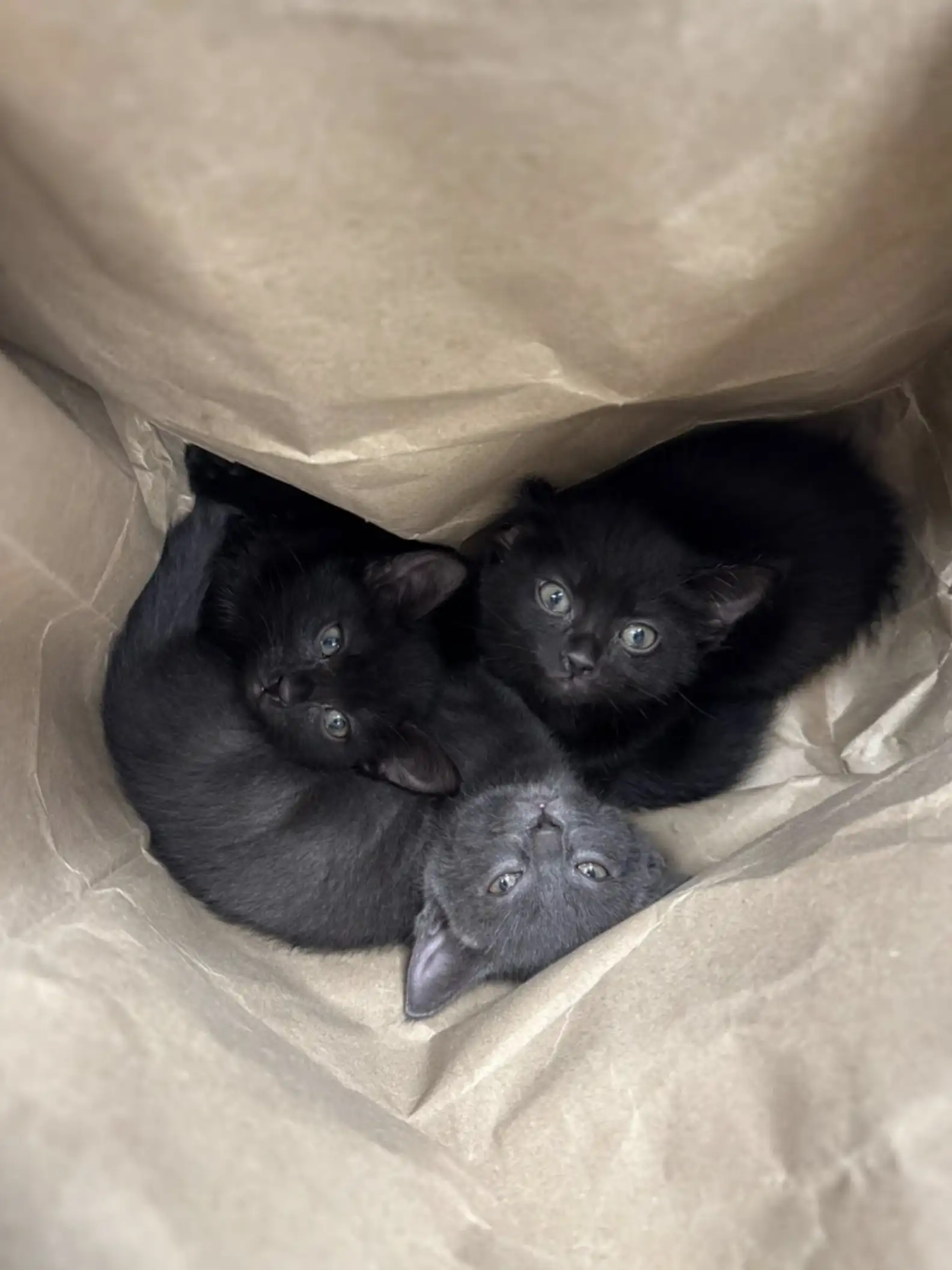 gatti abbandonati in un sacco