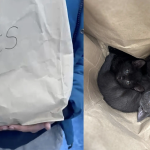 Tre gattini abbandonati sull’autostrada in un sacco recante la scritta “Cats” salvati da un automobilista