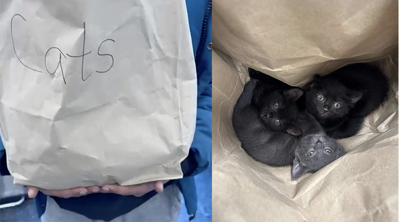 Tre gattini abbandonati sull’autostrada in un sacco recante la scritta “Cats” salvati da un automobilista