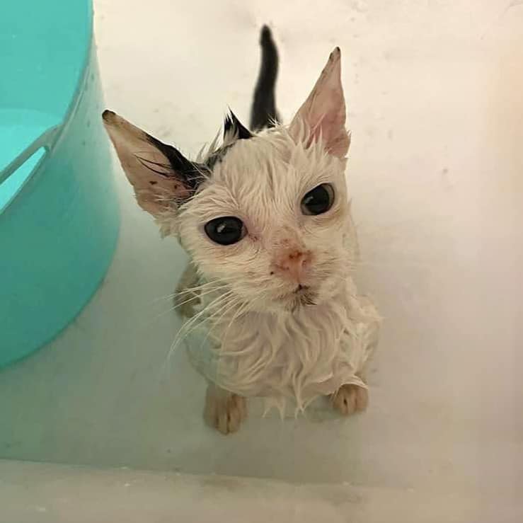 gattino ricoperto di olio