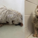 Ricoperto d’olio e con una cardiopatia: la rinascita incredibile del gattino Stuart Little