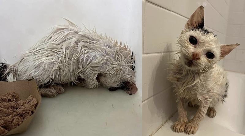 Ricoperto d’olio e con una cardiopatia: la rinascita incredibile del gattino Stuart Little