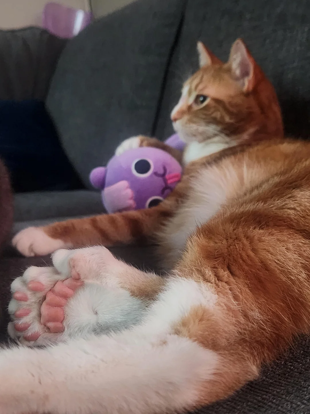 gatto con 25 dita