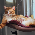 Il gatto con 25 dita che ha stregato il web: la bellezza della diversità si chiama Toeby