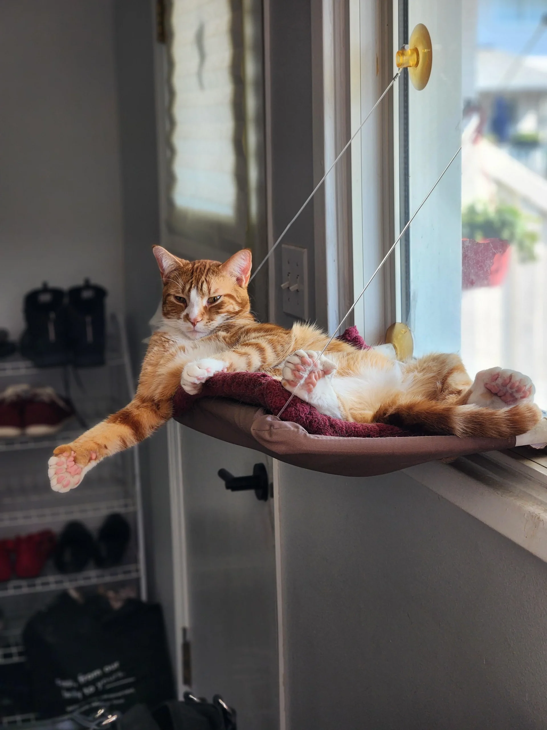 gatto con 25 dita