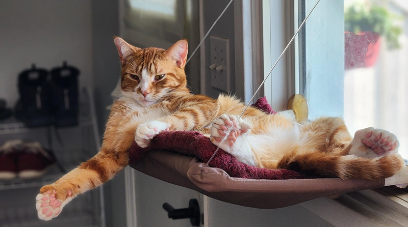 Il gatto con 25 dita che ha stregato il web: la bellezza della diversità si chiama Toeby