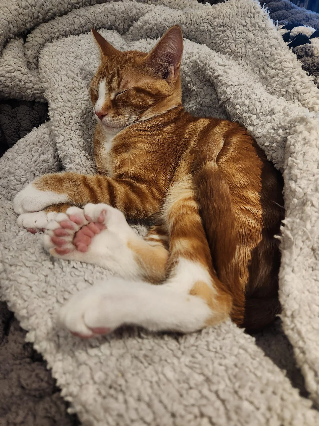 gatto con 25dita
