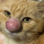 Il caso di Barney Bubble, il gatto dal naso enorme salvato nei boschi dell’Irlanda del Nord