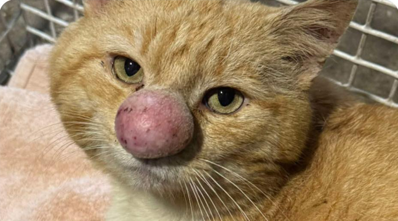 Il caso di Barney Bubble, il gatto dal naso enorme salvato nei boschi dell’Irlanda del Nord