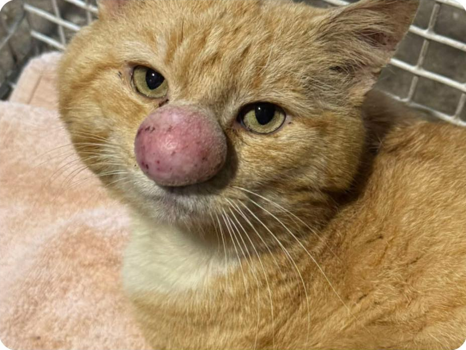 gatto con naso enorme