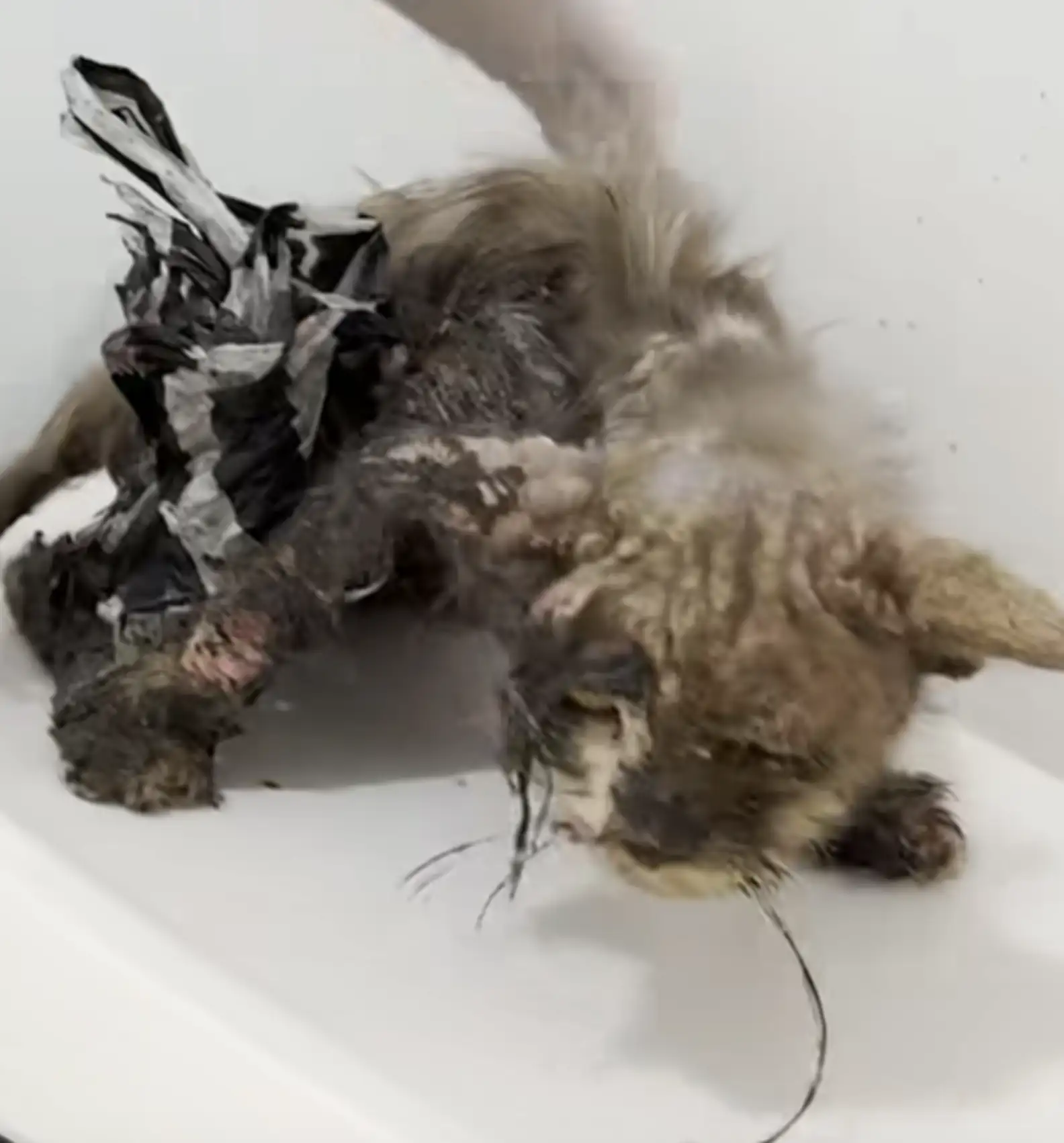 gatto coperto di colla