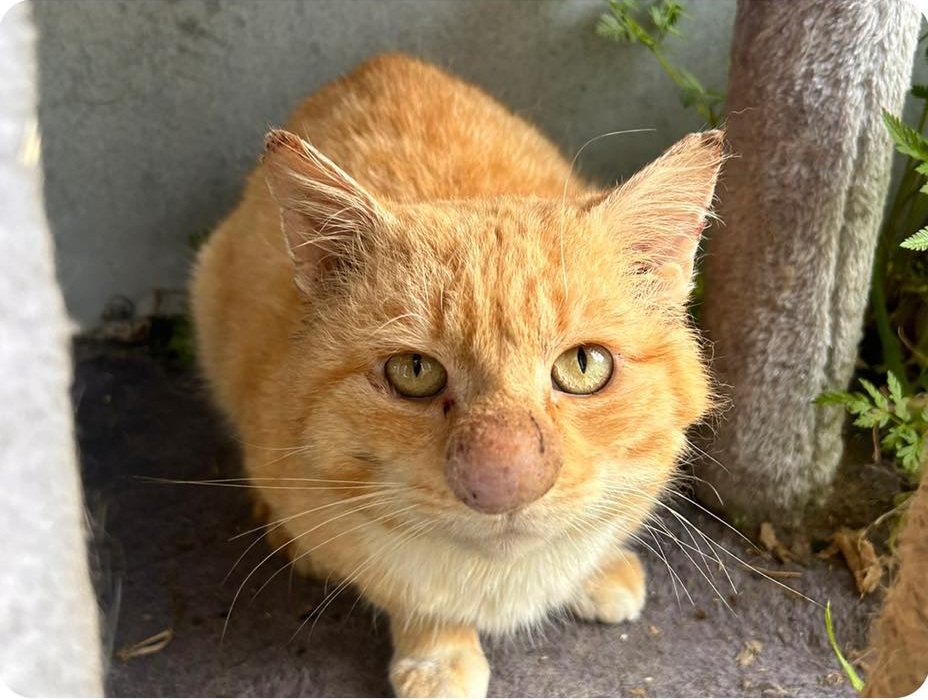 gatto con naso enorme