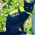 Nimis, il gatto poliziotto di Amsterdam che pattuglia i canali