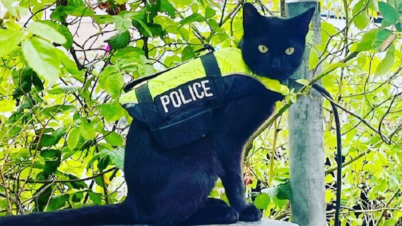 Nimis, il gatto poliziotto di Amsterdam che pattuglia i canali