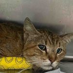 Giovanni, il gatto che combatte contro la FIP, ha bisogno dell’aiuto di tutti noi